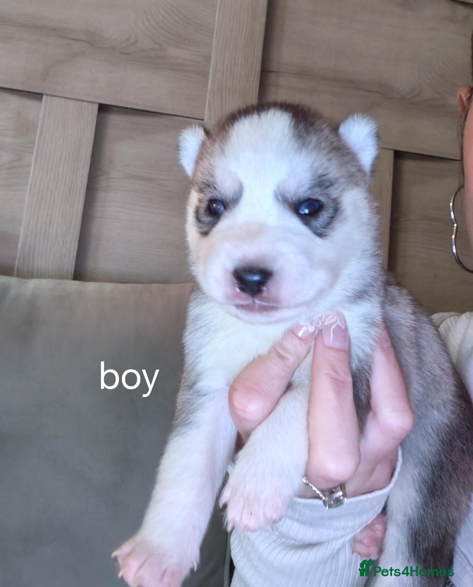Siberian Husky dogs for sale: Beautiful husky pup 5 left!!  - Advert 1