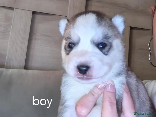 Siberian Husky dogs for sale: Beautiful husky pup 5 left!! - Advert 1