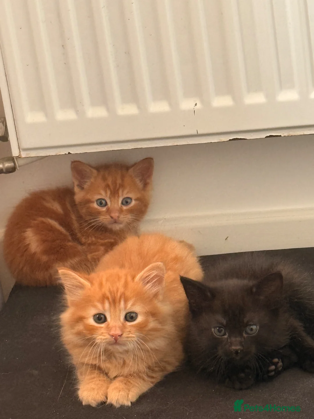 Mixed Breed cats for sale: Three kittens for sale - Advert 1