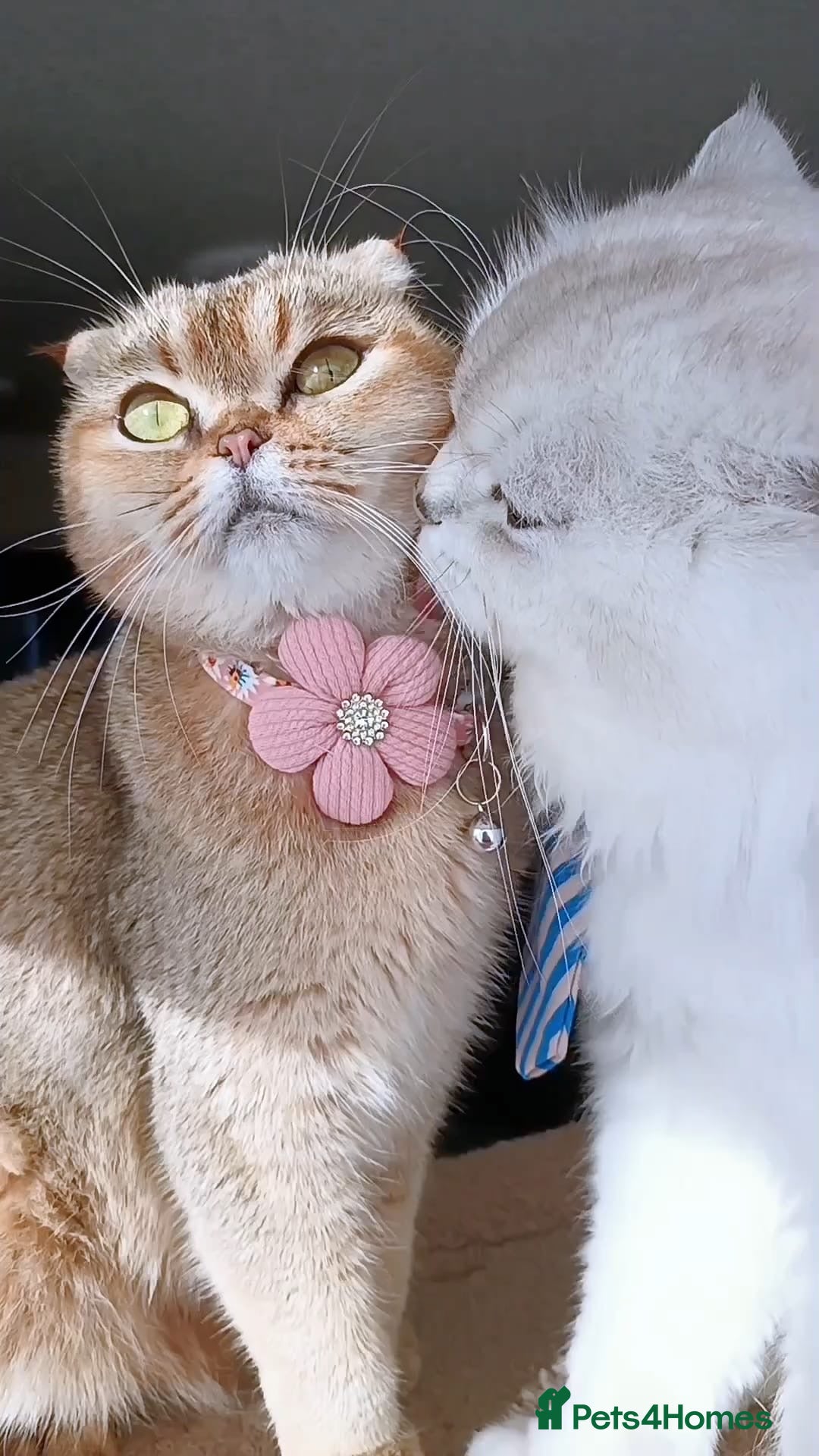 Scottish Fold cats for sale: Adorable Blue-Eyed Scottish Fold Kittens - Advert 13