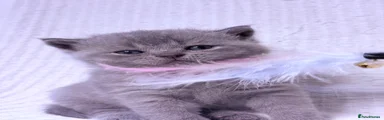 British Shorthair min collar girl