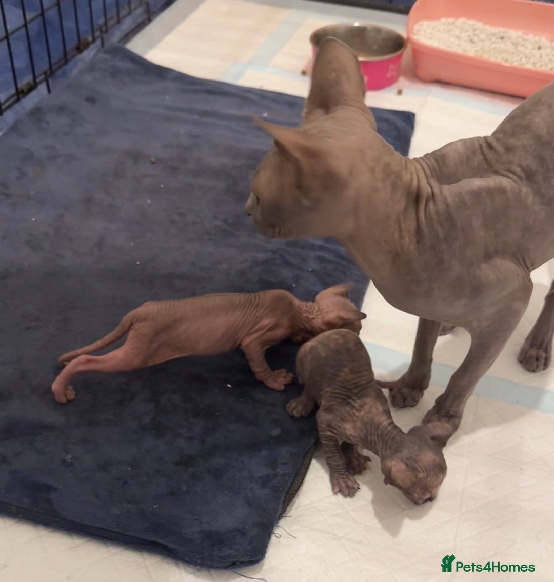 Sphynx cats for sale: Beautiful baby Sphynx  - Advert 12