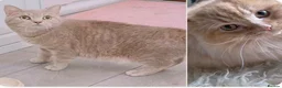 British Shorthair cats for sale: 🤎beautiful siberian x british shorthair kitten🤎  - Advert 3