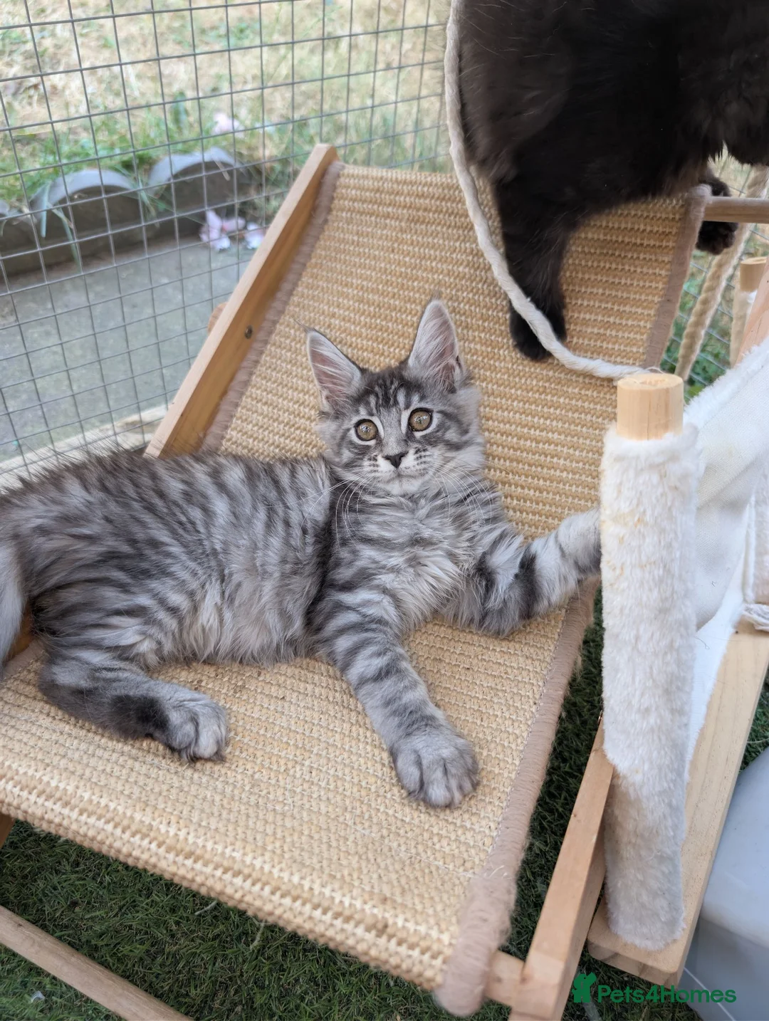 Maine Coon cats for sale: Tica registered mainecoons  - Advert 2