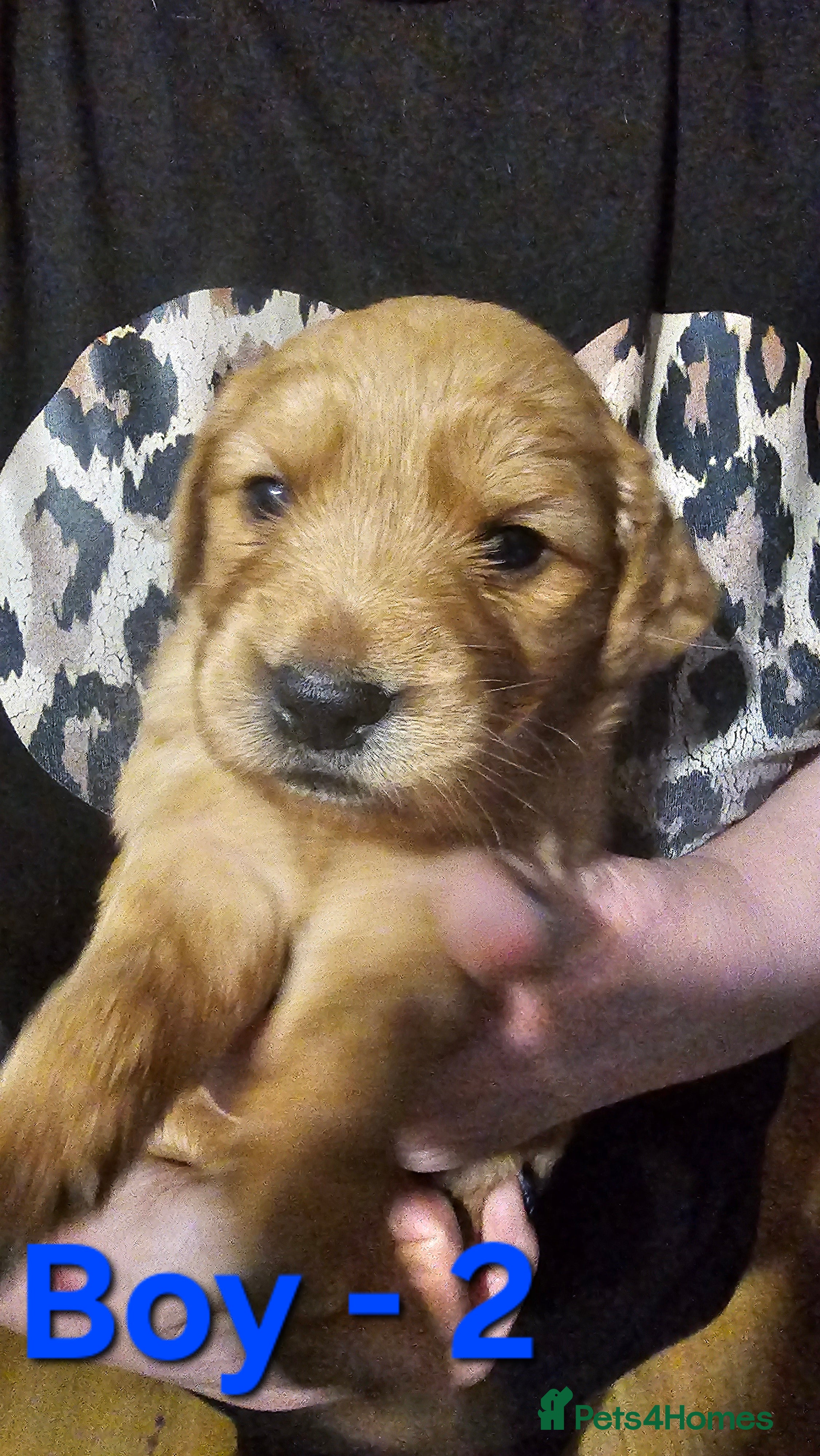 Golden Retriever dogs Amazing shades long awaited litter - Advert 3