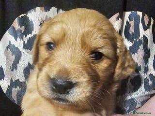 Golden Retriever dogs Amazing shades long awaited litter - Advert 3