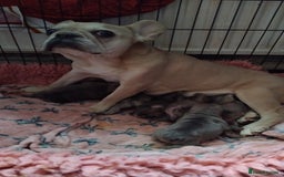 French Bulldog dogs for sale: French bulldog puppies - Image 7
