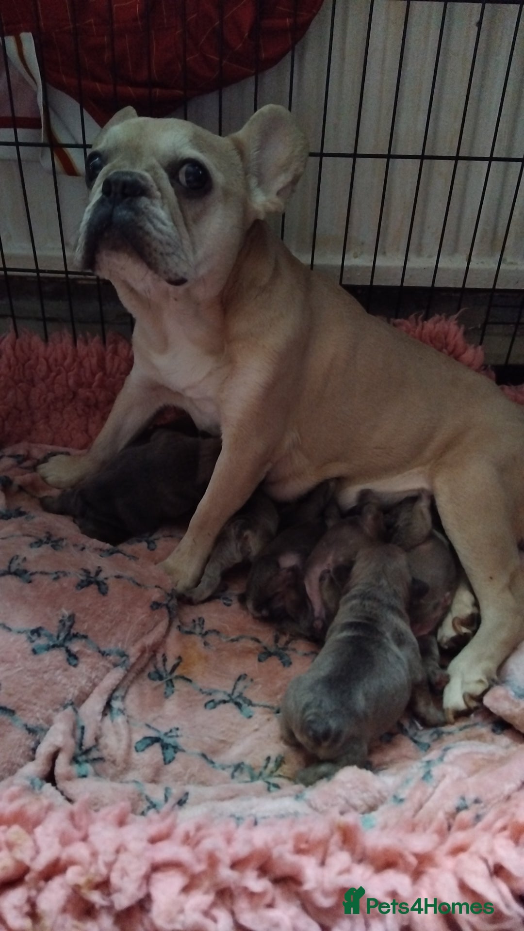 French Bulldog dogs for sale: French bulldog puppies - Image 7