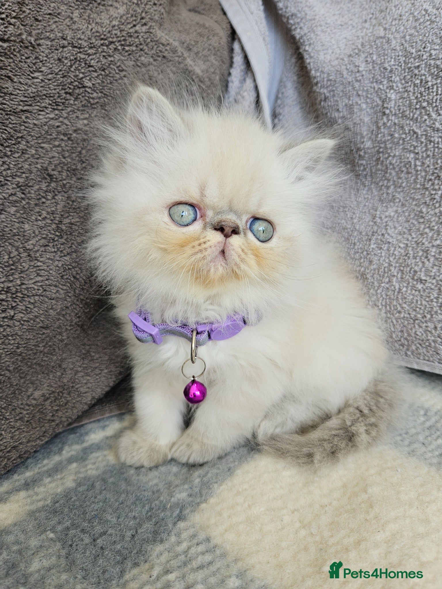 Persian cats for sale:  😻 Stunning Pedigree Persian Kittens😻 - Advert 22