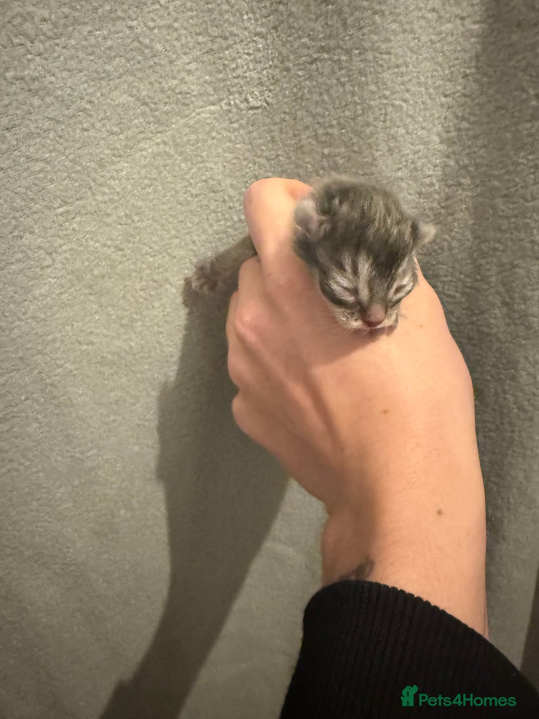 Maine Coon cats for sale: Baby maincoon cross persian - Advert 4