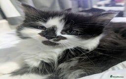 Mixed Breed cats for sale: Maine coon cross kittens ready now 🩵 - Image 8