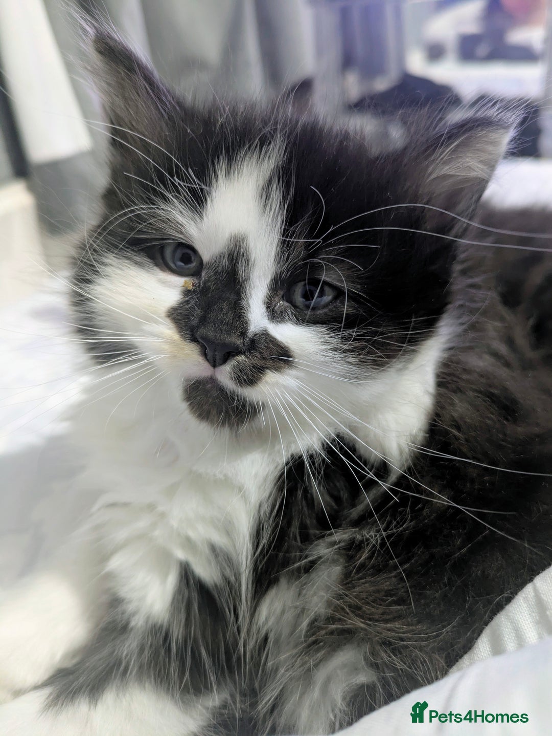 Mixed Breed cats for sale: Maine coon cross kittens ready now 🩵 - Image 8