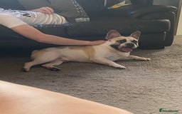 French Bulldog dogs for sale: Rehoming one year old French bulldog - Image 2