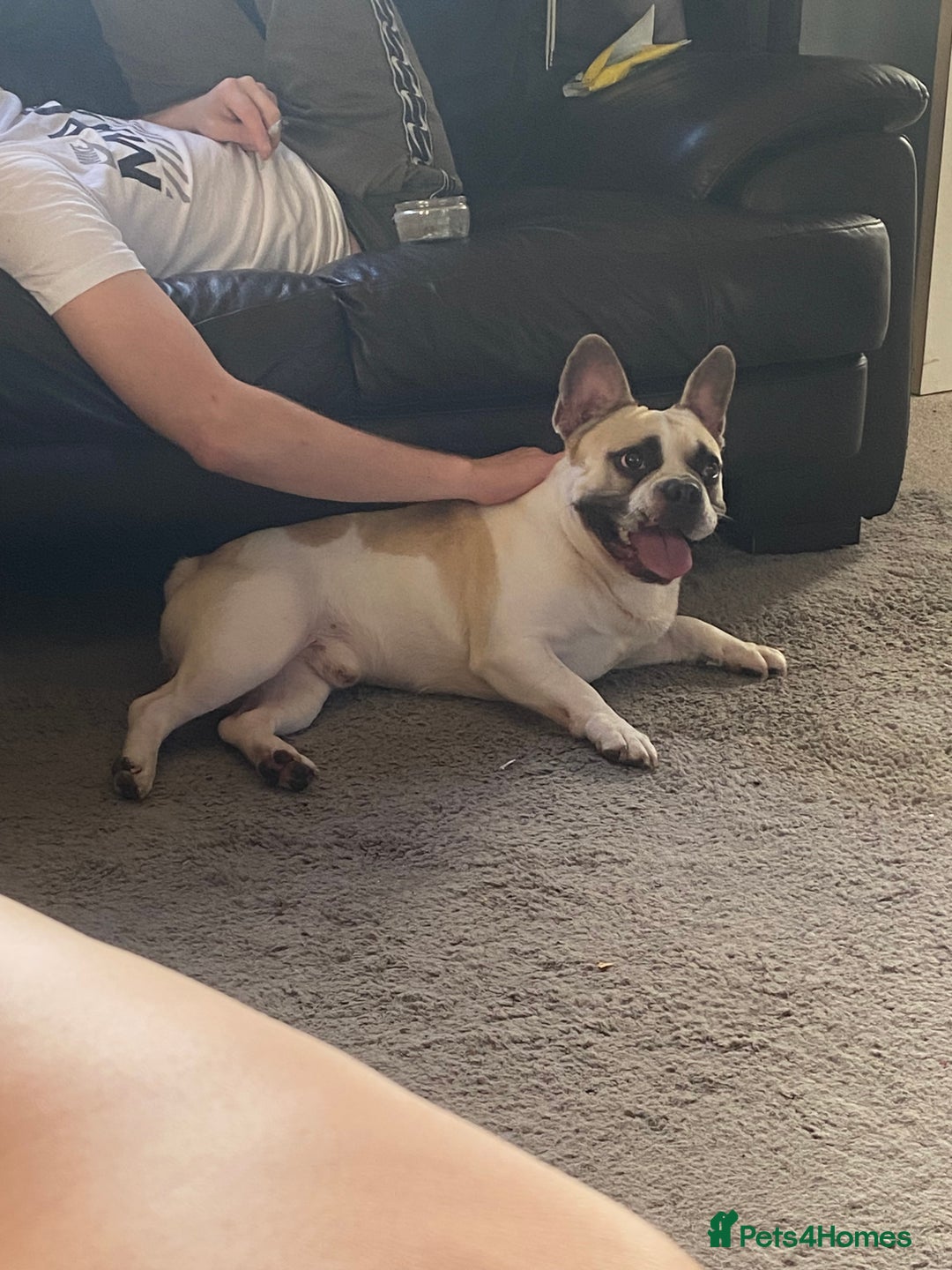 French Bulldog dogs for sale: Rehoming one year old French bulldog - Image 2