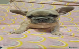 French Bulldog dogs for sale: french bulldog puppies  - Image 5