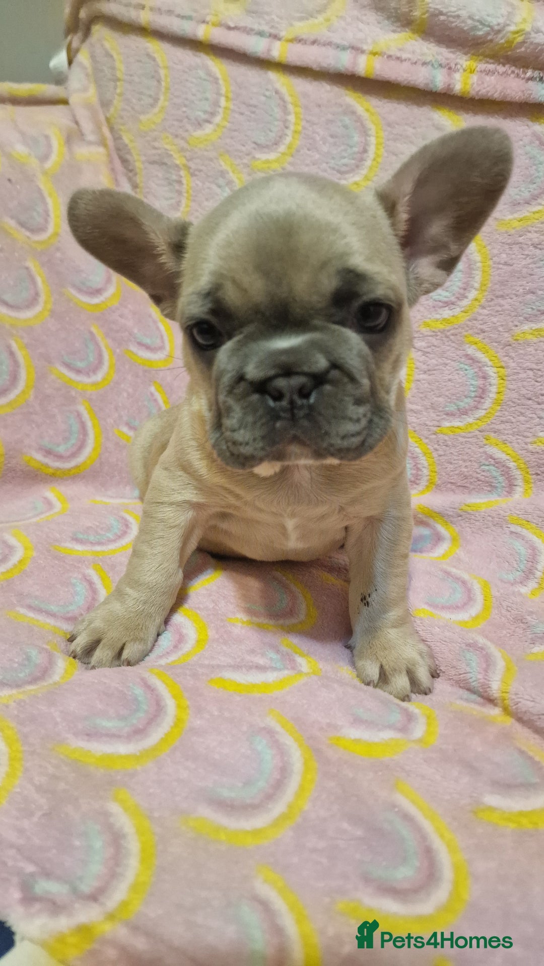 French Bulldog dogs for sale: french bulldog puppies  - Image 5