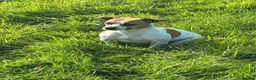 Mixed Breed dogs for sale: 5 x 8 week old healthy puppies - Advert 6