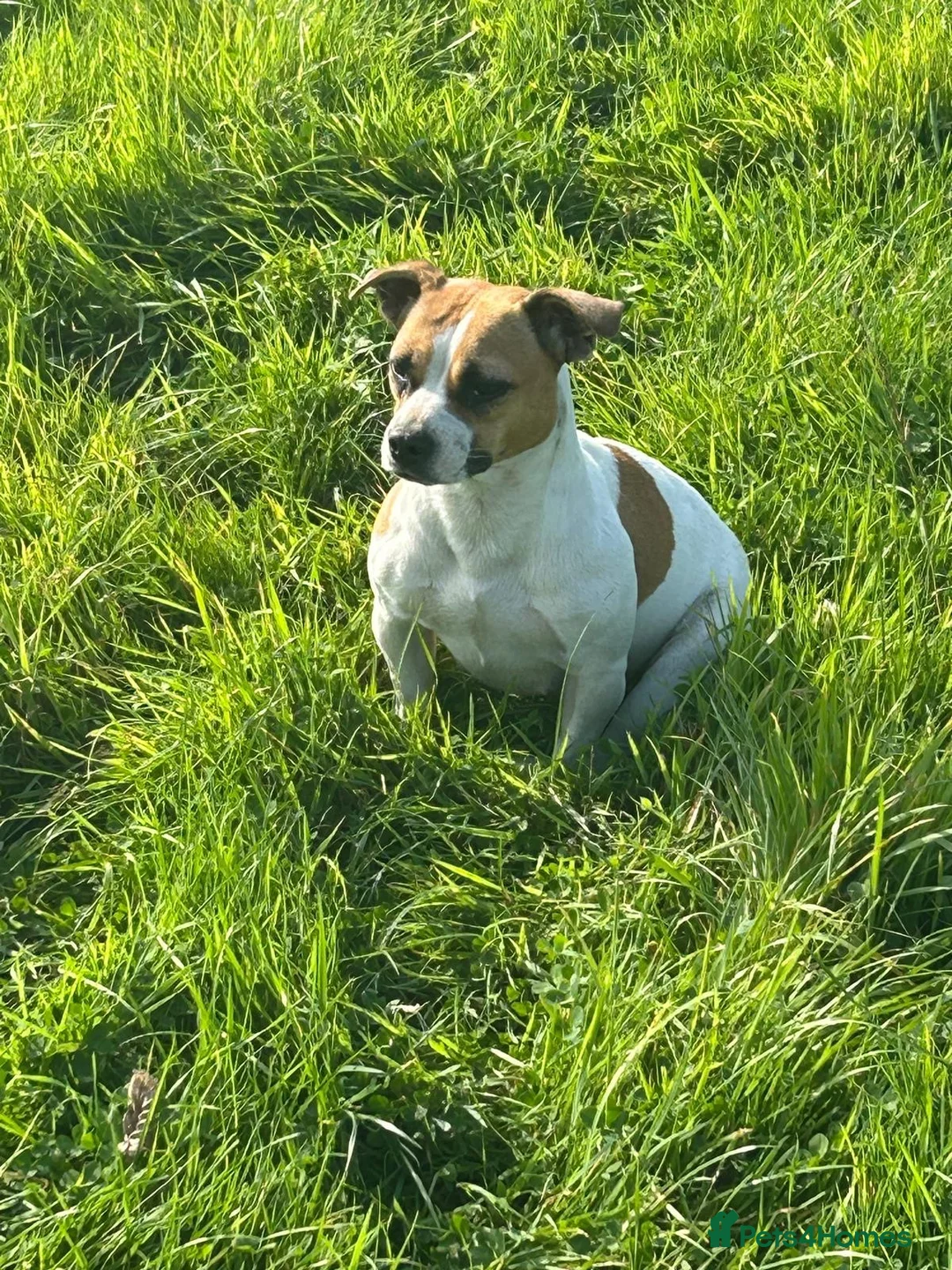 Mixed Breed dogs for sale: 5 x 8 week old healthy puppies - Advert 6