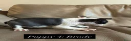 Boston Terrier dogs for sale: ✨Beautiful Boston Terrier Puppies✨ - Advert 5