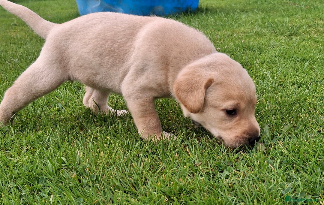 Labrador Retriever dogs for sale: Fifth generation pedigree pups  - Image 12