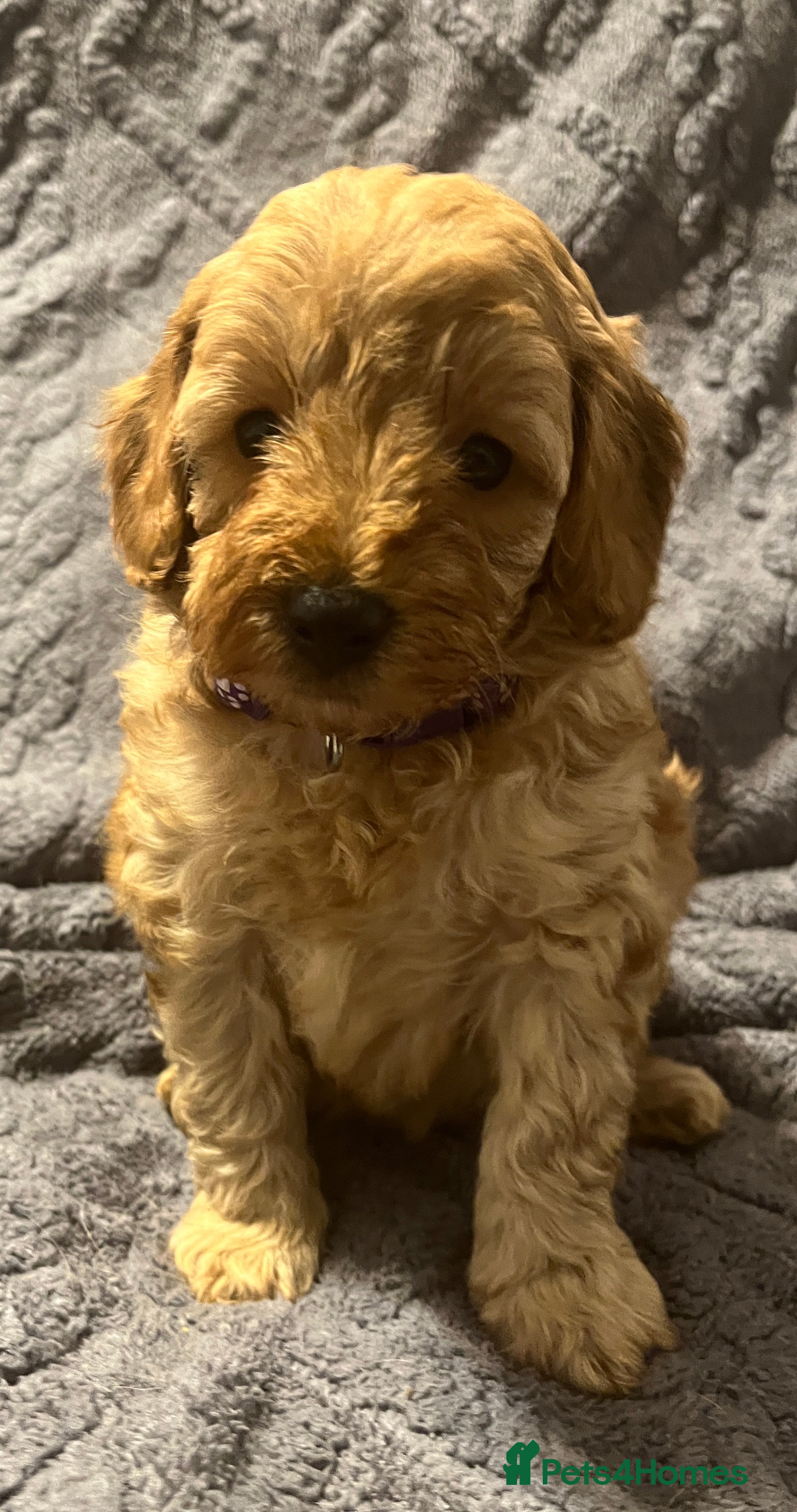 Cavapoochon dogs Cavapoochon Pups. Only 1 pup left .DNA Parents.  - Advert 3