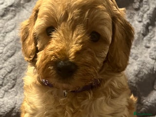 Cavapoochon dogs Cavapoochon Pups. Only 1 pup left .DNA Parents. - Advert 6