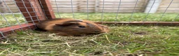 Guinea Pig rodents for sale: Gorgeous baby girls!  - Advert 9