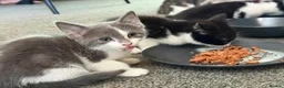 Mixed Breed cats for sale: 7 adorable kittens ready for a new home - Advert 30