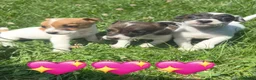 Jack Russell dogs for sale: Beautiful Jack Russell Pups Ready for Forever Home - Advert 14