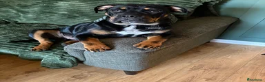Mixed Breed Puppy 1