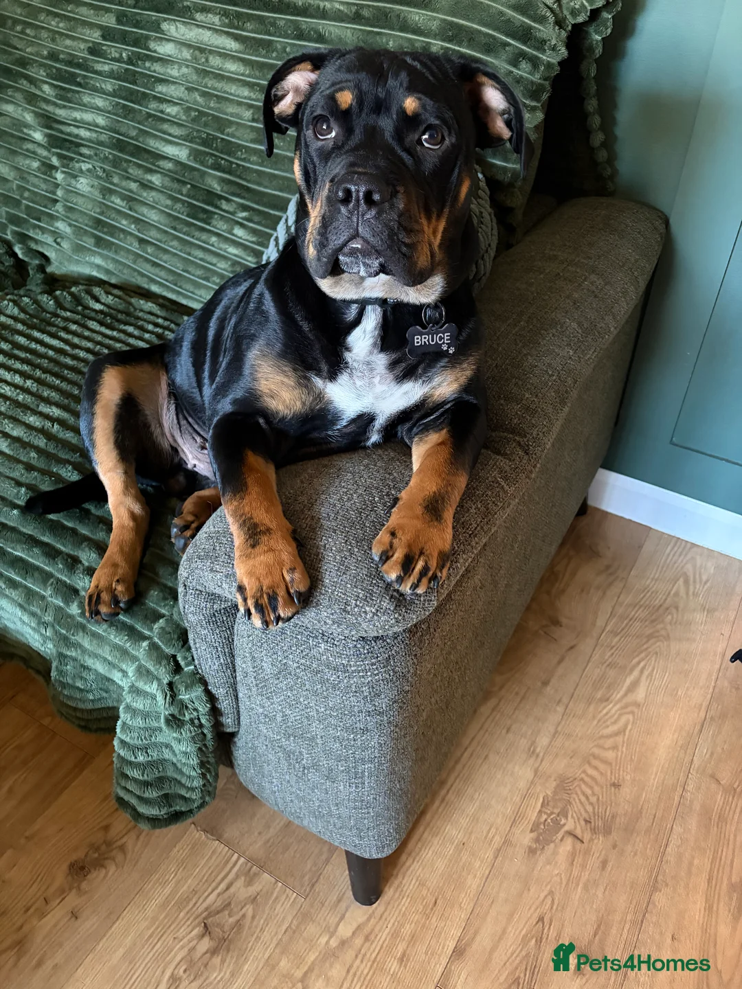 Mixed Breed dogs for sale: Bruce  in Sheffield - Advert 2