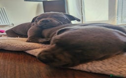 Staffordshire Bull Terrier dogs for sale: Blue Staffordshire Bull Terrier Puppies in Street - Image 22