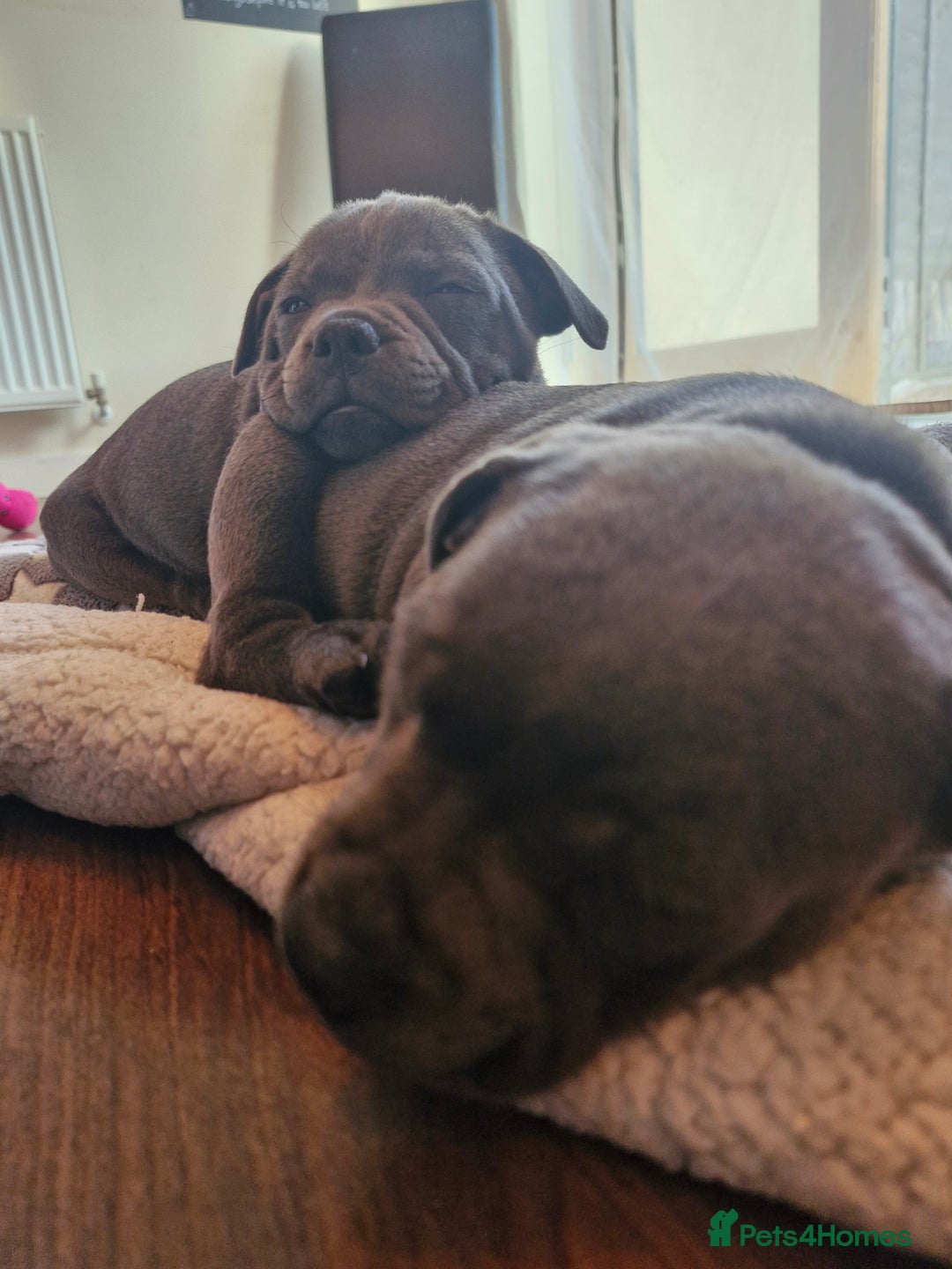 Staffordshire Bull Terrier dogs for sale: Blue Staffordshire Bull Terrier Puppies in Street - Image 22