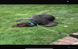 German Wirehaired Pointer dogs for sale: GWP for rehoming  - Image 2