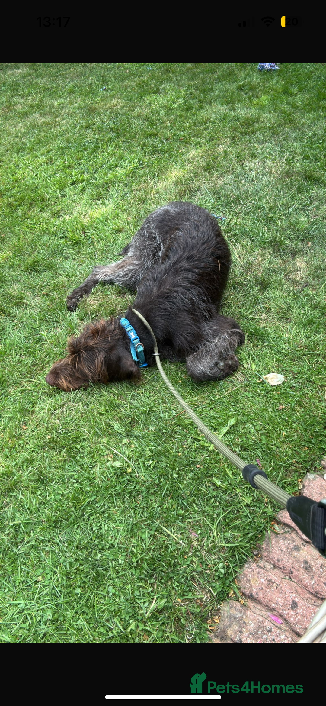 German Wirehaired Pointer dogs for sale: GWP for rehoming  - Image 2