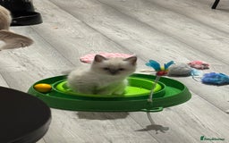 Ragdoll cats for sale: Ragdoll kittens - Image 8