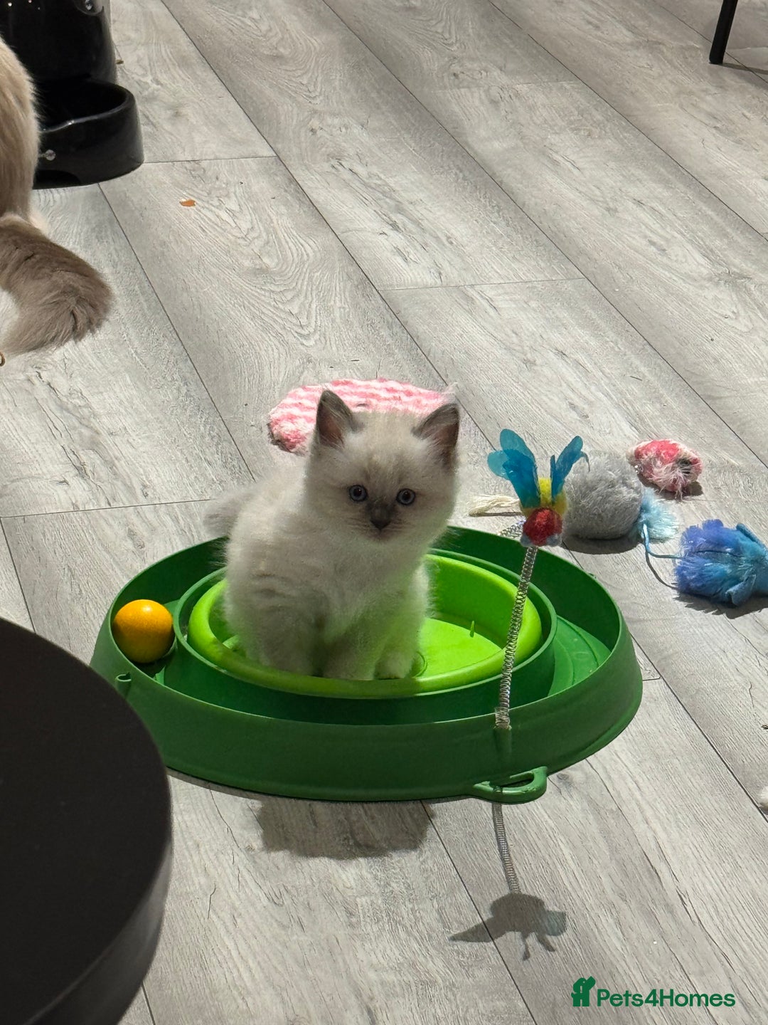 Ragdoll cats for sale: Ragdoll kittens - Image 8
