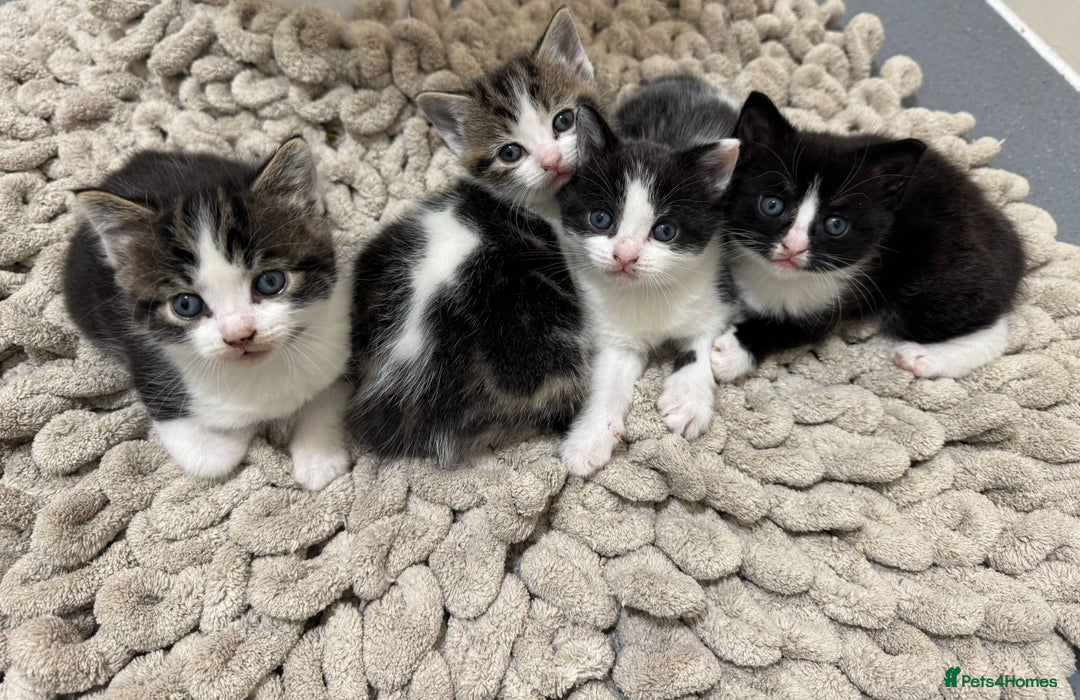 Mixed Breed cats for sale: Russian Blue x Tabby - Advert 30