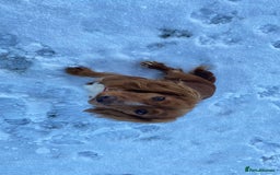 Cocker Spaniel dogs for sale: Red female cocker spaniel  - Image 4