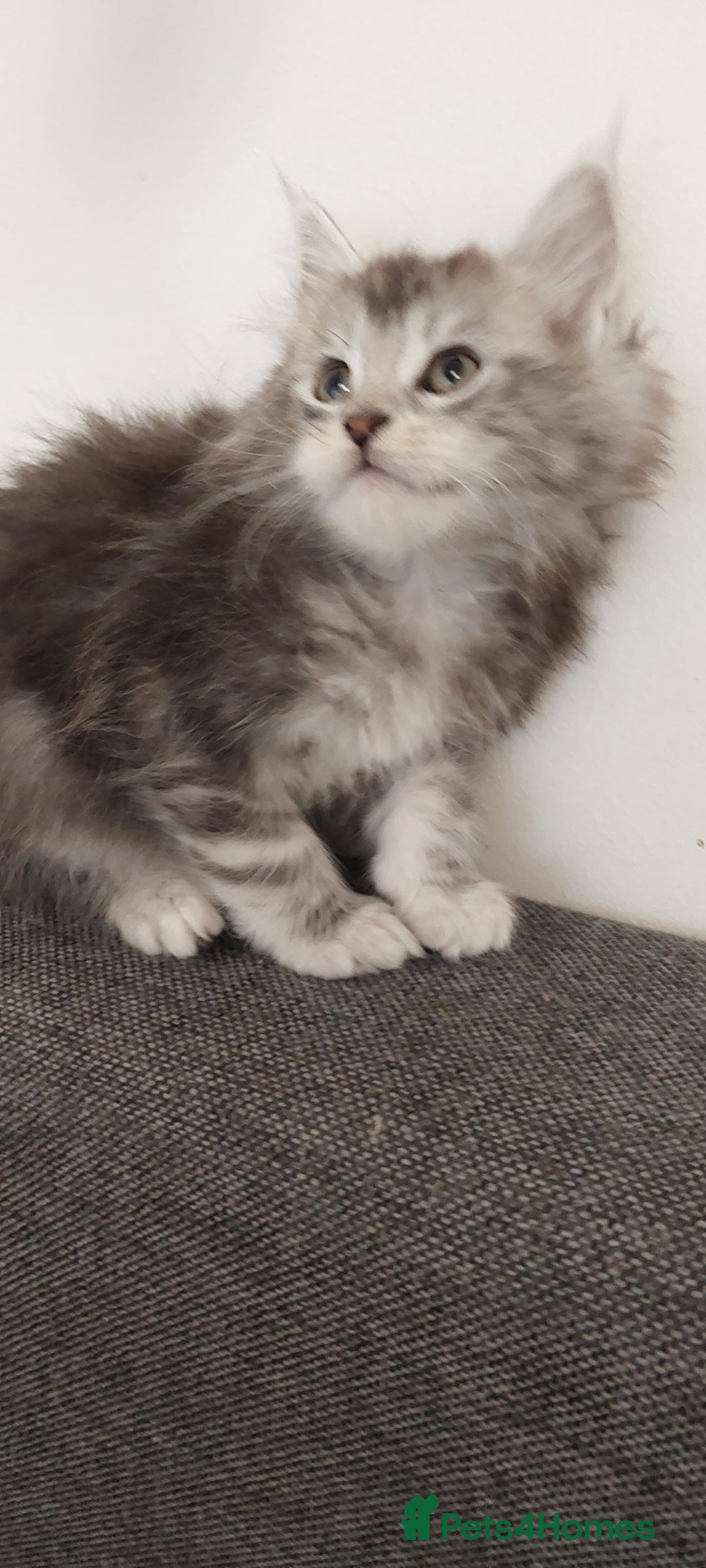 Maine Coon cats for sale: 🐈🐈🐈7 Amazing Maine coons🐈🐈🐈 - Advert 7