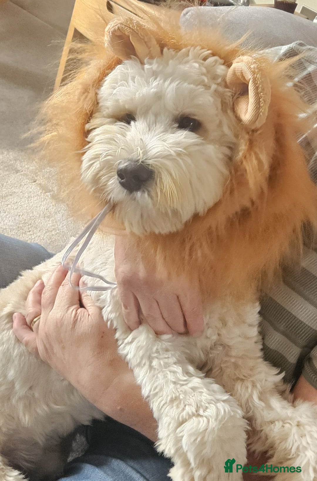 Australian Labradoodle dogs for sale: Australian labradoodles from Annetteslabradoodles  - Advert 16