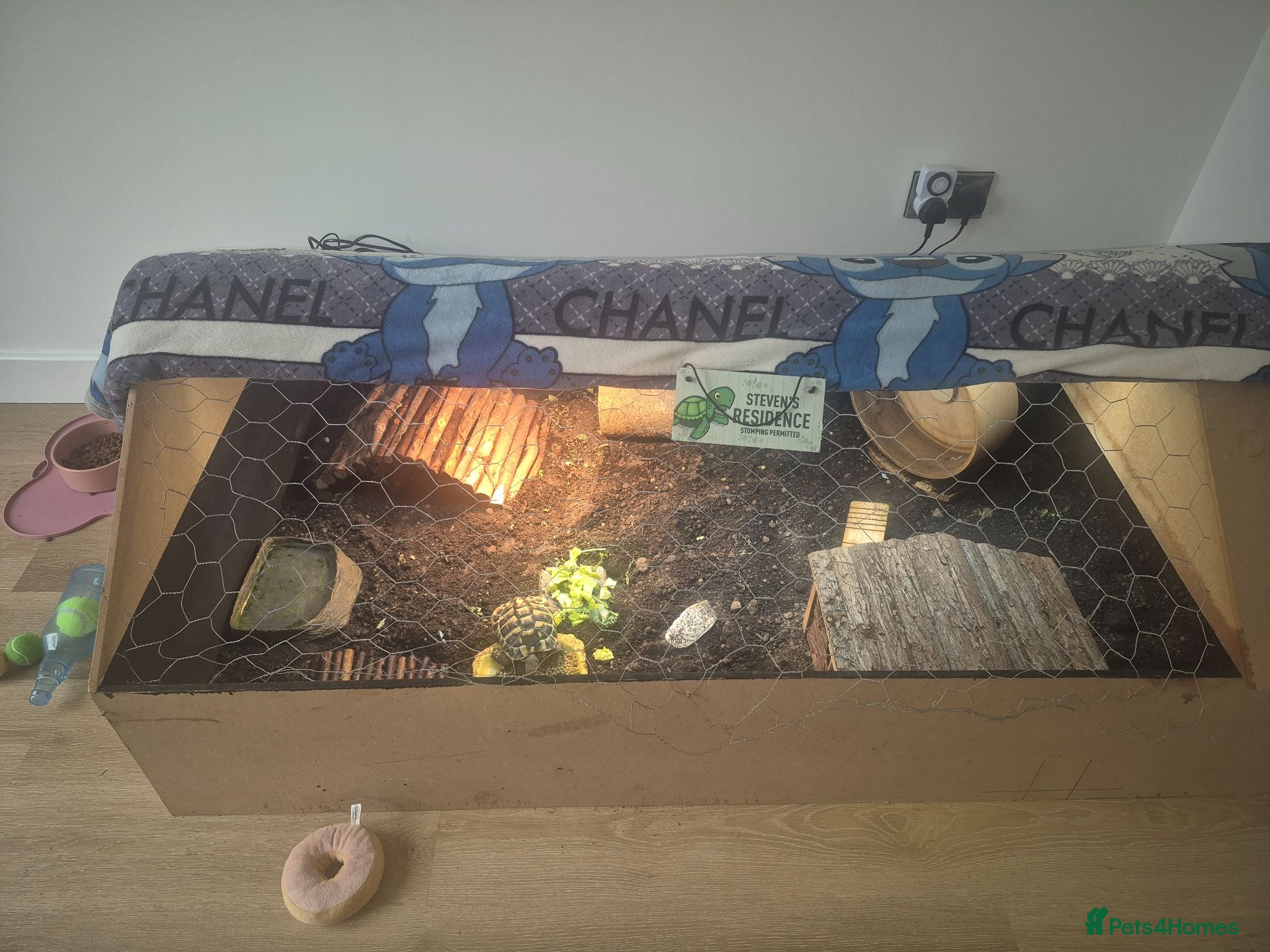 Hermann Tortoise reptiles Hermann tortoise with full setup - Advert 1