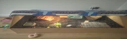 Hermann Tortoise reptiles for sale: Hermann tortoise with full setup in Grimsby - Advert 1
