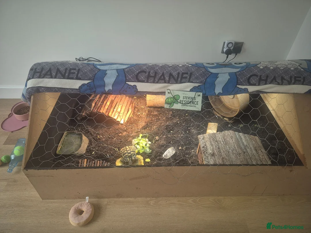 Hermann Tortoise reptiles for sale: Hermann tortoise with full setup in Grimsby - Advert 1