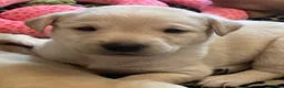 Labrador Retriever dogs for sale: Beautiful Cream KC Labrador Puppies - Advert 2