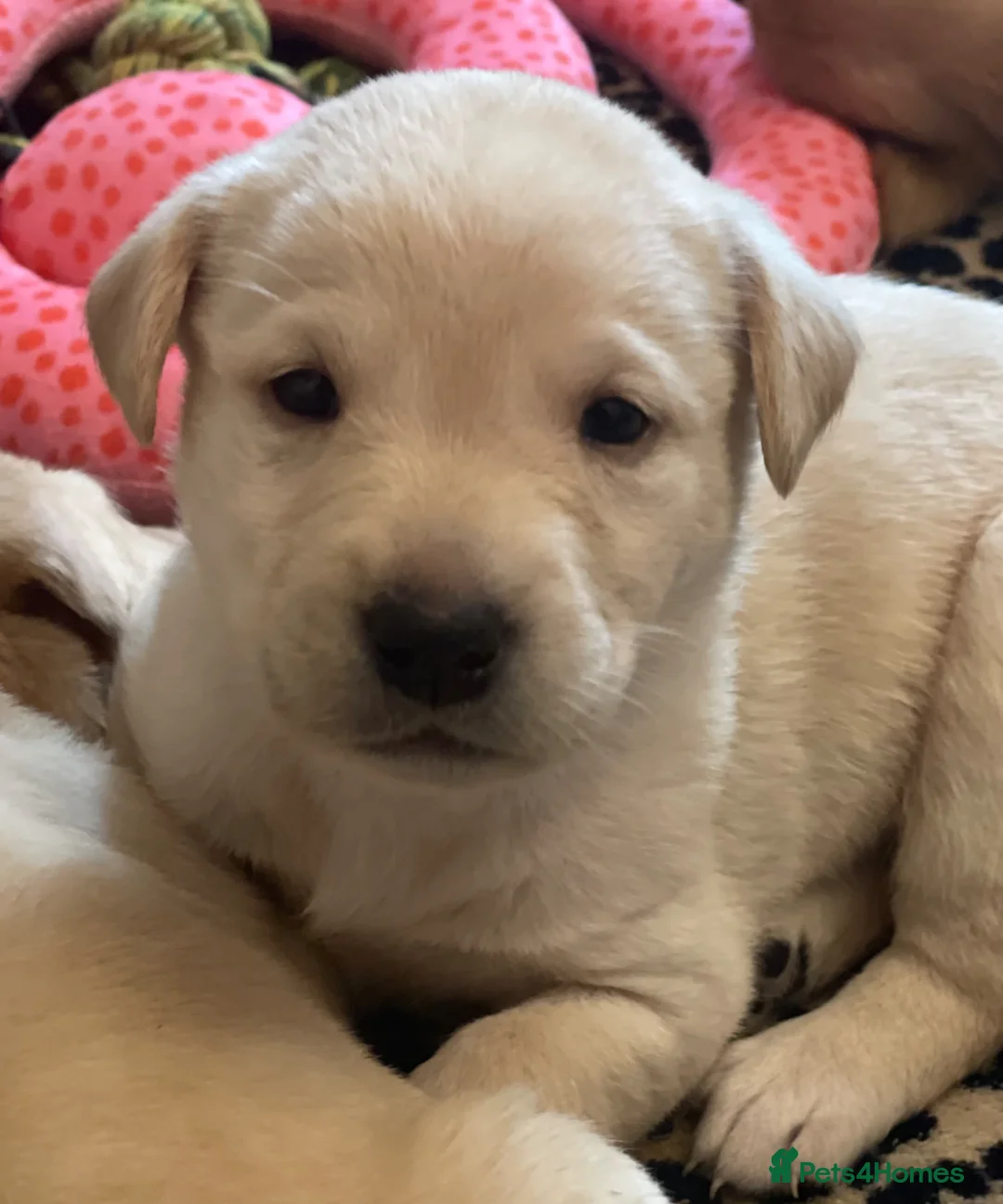 Labrador Retriever dogs for sale: Beautiful Cream KC Labrador Puppies - Advert 2