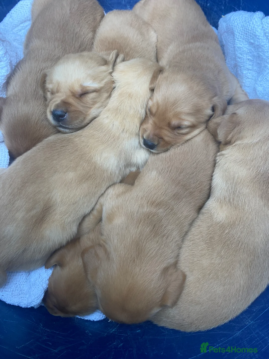 Labrador Retriever dogs for sale: KC Registered Fox red Labrador puppies available  - Advert 11