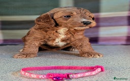 Cockapoo dogs for sale: F1B Cockapoo Puppies Ready for Their Forever Home. - Image 15