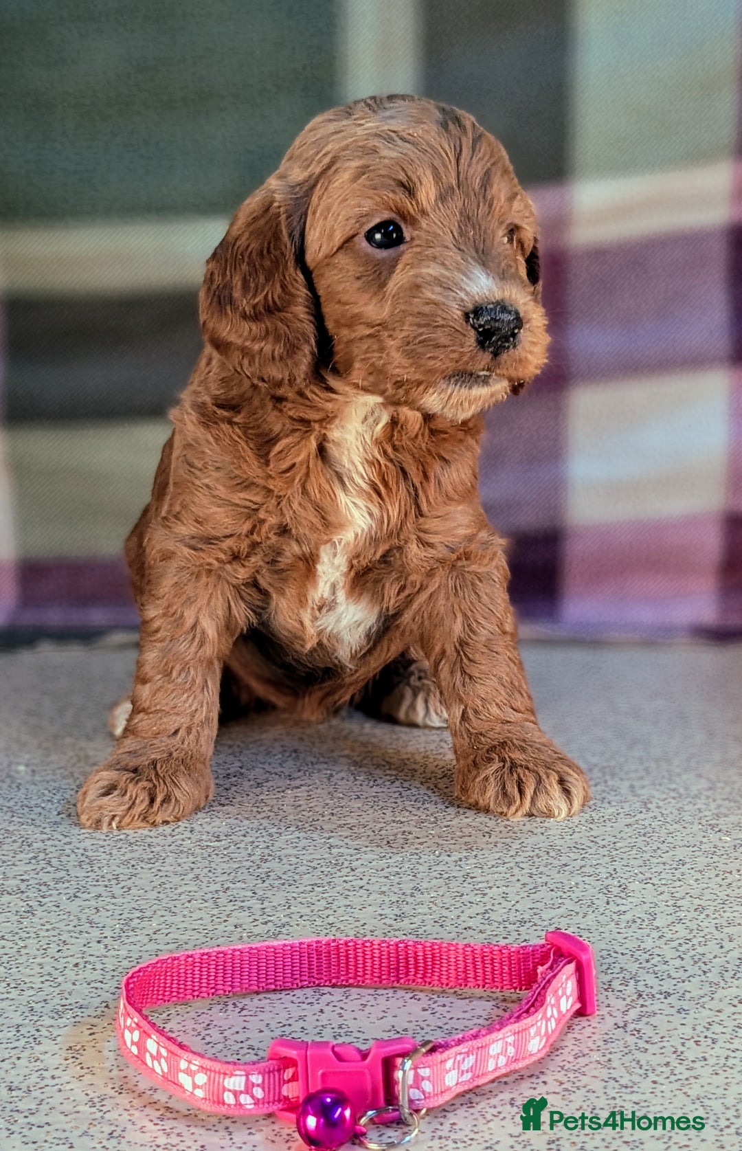 Cockapoo dogs for sale: F1B Cockapoo Puppies Ready for Their Forever Home. - Image 15
