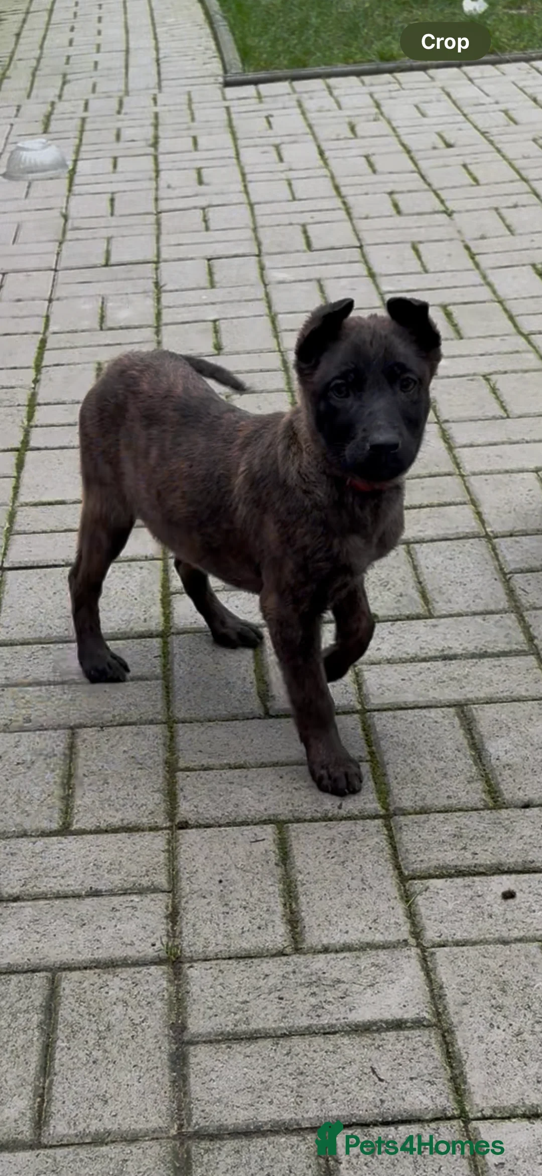 Mixed Breed dogs for sale: Dutch herder x Belgium malinois  - Advert 2